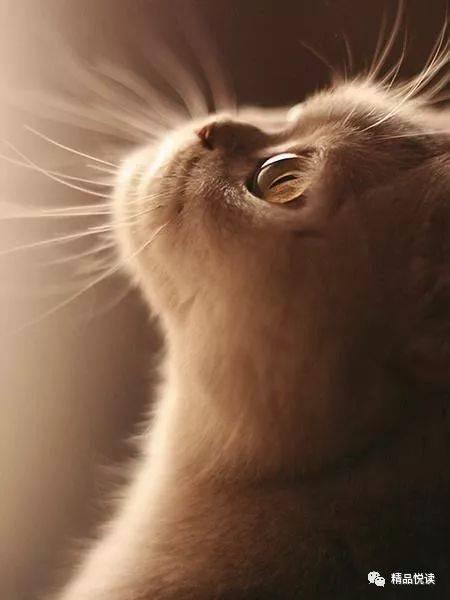 猫转场变成人古风视频,古风猫转人奇幻之旅