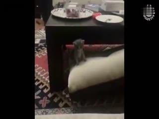 模仿成人的动物视频大全,揭秘成人类动物视频大全